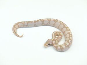 パステルバナナTSKアザン