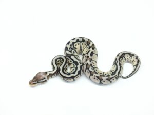 スーパーパステルTSKアザン