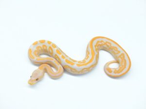 ブラックパステルラベンダー66％ヘテロパイド（エクスカリバーline）