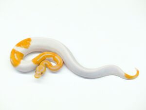 ドリームシクル（エクスカリバーline）