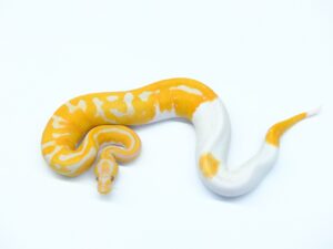 ドリームシクル（エクスカリバーline）“No,1”