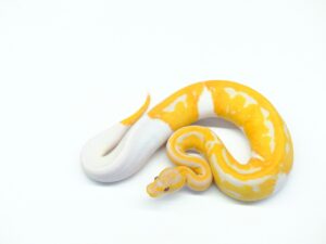 ドリームシクル（エクスカリバーline）“No,2”