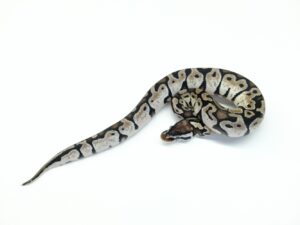 パステルTSKアザン“No,1”