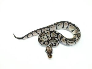 パステルTSKアザン“No,2”