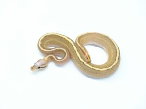 ブラックパステルバニラルッソエンチ