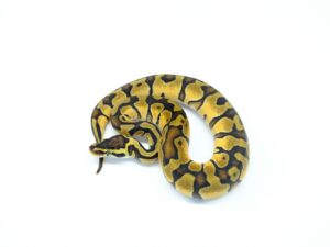 パステルエンチ