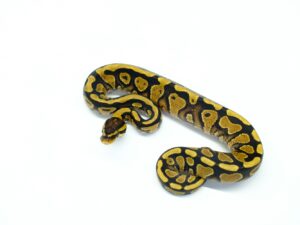 YBヘテロクラウン