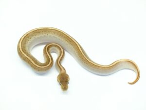 シナモンモカピン