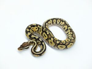 パステルヘテロクラウン