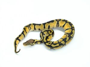 パステルヘテロデザートゴースト66％ヘテロクラウン＆パイド