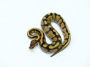 アスファルトorスパークヘテロパイド66％ヘテロウルトラメル＆クラウン“No,1”