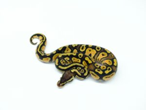 パステル“No,1”