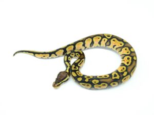 Ball Pythons/ボールパイソン - 爬虫類、両生類のペット販売Maniac