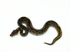 ヘテロレッドアザン