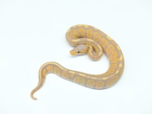 バナナチョコレート