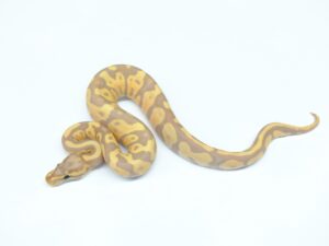 バナナレオパード