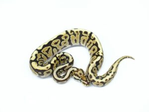 スポットノーズYBヘテロアルビノ