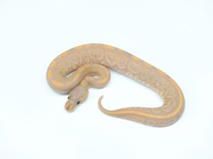 バナナブラックパステル“No,1”