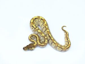 レッサーエンチ