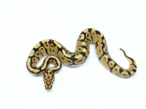 ファイアースポットノーズヘテロクラウン