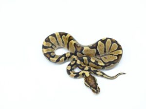 スーパースパークマッケンジー