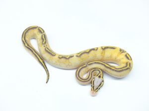 パステルハイウェイ