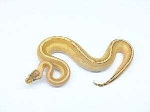 エンチスーパーストライプ“No,1”