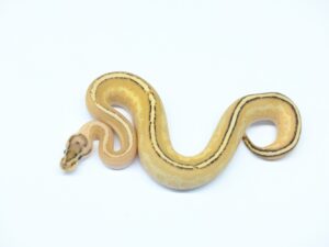 エンチスーパーストライプ“No,2”