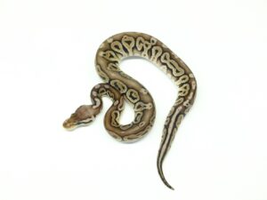 ブラックピューターヘテロオレンジゴースト＆グリーンゴースト