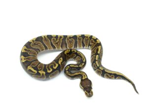 GHIヘテロアルビノ