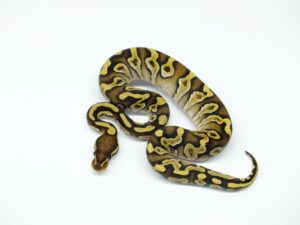 モハべスパーク