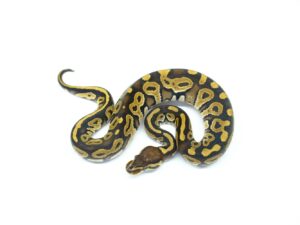 ミスティックヘテロウルトラメル66％ヘテロクリプティック＆パイド