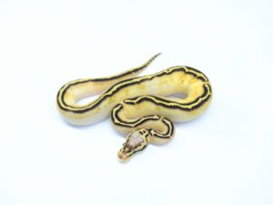 パステルフリーウェイヘテロパイド