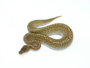 モハべレッドストライプモンスーン