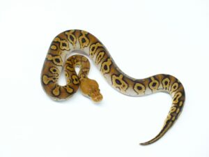 サイプレスクラウン