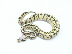 スーパーパステルデザートゴーストヘテロクリプティック