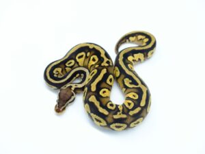 パステルトライデントヘテロパイド