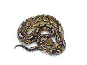 ウーキーレッドストライプヘテロクラウン