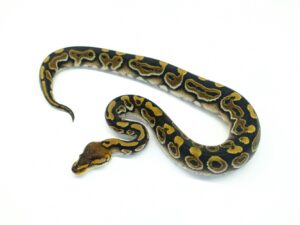 ウーキーヘテロクラウン