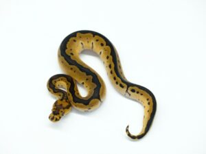 レオパードカーネージクラウン“No,2”