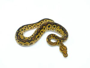 マホガニーカーネージクラウン“No,1”