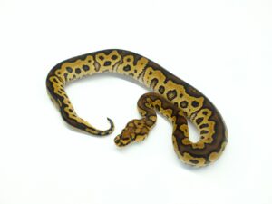 マホガニーカーネージクラウン“No,2”