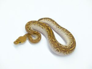 モハべサイプレスクラウン