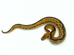 レオパードシュガークラウンヘテロウルトラメル