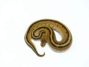 GSヘテロデザートゴースト&クラウン