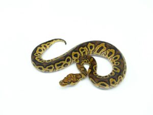 ハリケーンマホガニークラウン