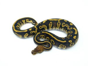 レオパードレッドヘッドハリケーンYBヘテロクラウン