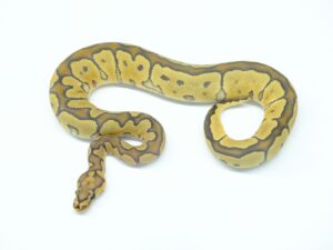 ゴーストクラウン