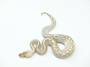 バンブーレオパードウーキーヘテロクラウン