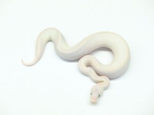 ホワイトダイヤモンド